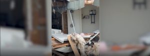 Suspected Drunk Driver Crashes Into Ocoee Home Kills Family Dog And Displaces Re