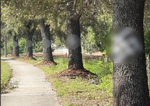 Swastikas Found On Trees Outside Orlando Early Voting Site Officials Act Quickly