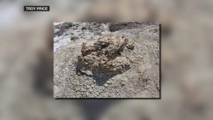 T Rex Footprints Unearthed In Little Missouri Grasslands Sent To Denver Museum