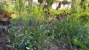 Tampa Launches 3 000 Rebates For Homeowners Who Replace Grass With Native Plants