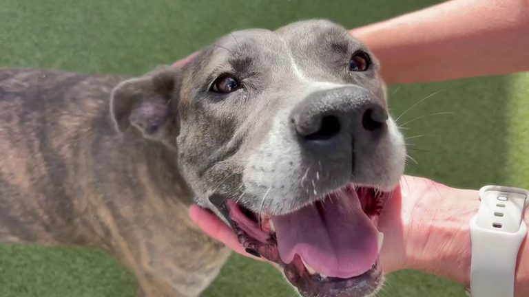 Tampa Shelters Spotlight Long Awaiting Dogs As Rays Chase Game 4 Victory