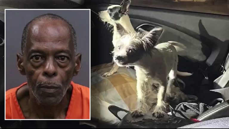 Temple Terrace Resident Arrested After Dogs Found Locked In Hot Car