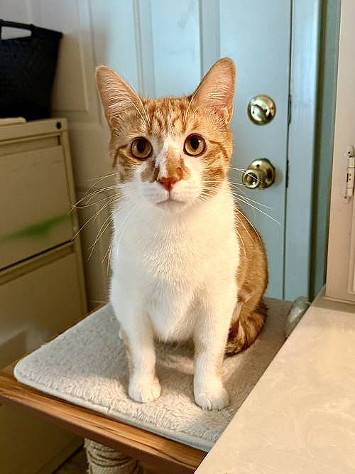 Terracotta The Orange Tabby Ready For A Loving Home In Texarkana