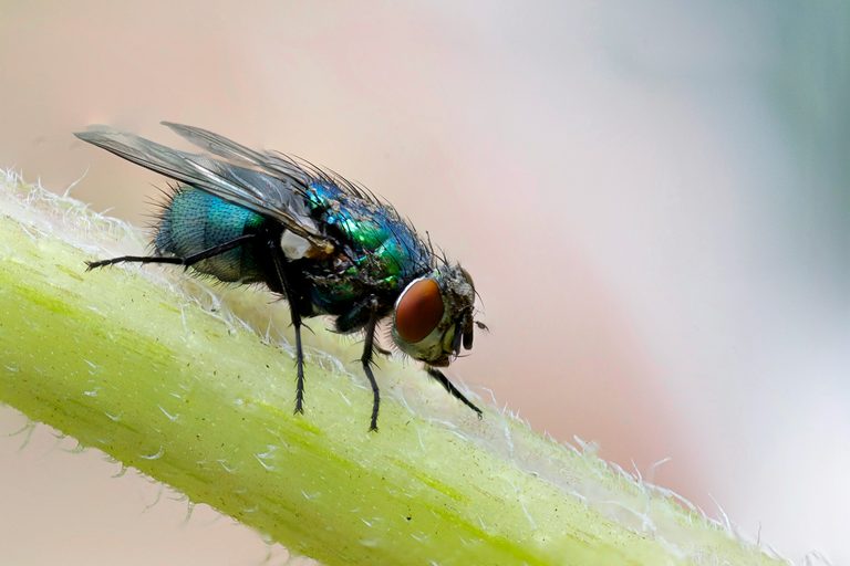 Texas Agriculture Commissioner Sid Miller Calls For Expanded Sterile Fly Program
