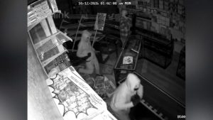 Thieves Tunnel Through Wall Steal 70 000 From Phoenix Card Shop
