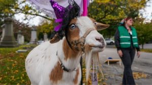 Third Annual Goatoberfest Raises Funds For Philly Goat Project Wellness Programs
