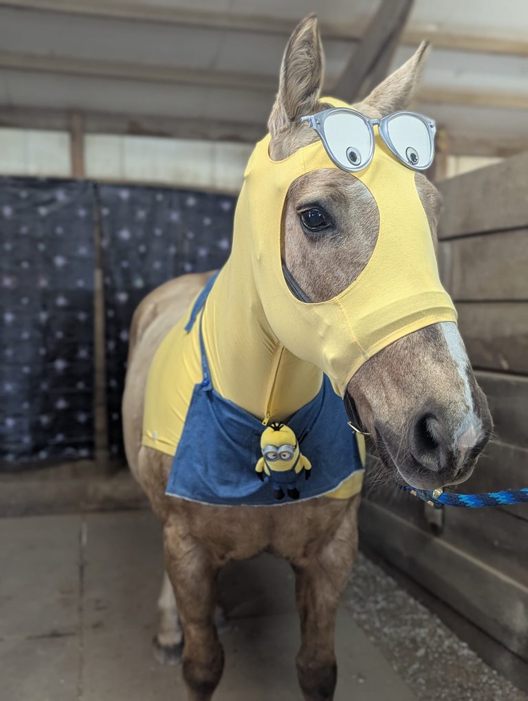 Three Gaits Therapeutic Horsemanship Volunteers Dress Horses For Halloween In St