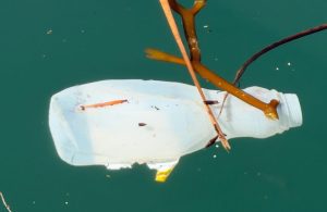 Tidy Seas Expands Year Round Coastal Cleanup Seeks Volunteers And Funds In Santa