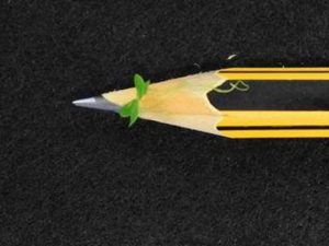 Tiny Duckweed Plant Shows Promise As Space Food Source