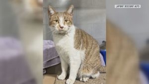 Toledo Auto Shop Owners Seek Community Help To Find Missing Shop Cat Scrappie