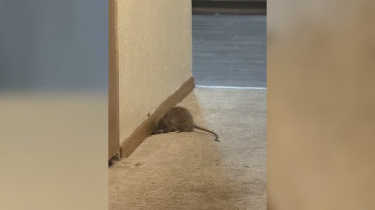 Toledo Family Leaves Beacon Place Apartments Amid Unresolved Rat Infestation