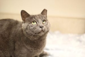 Toledo Family Urged To Adopt Goose A Calm Cat Waiting Six Months For A Home