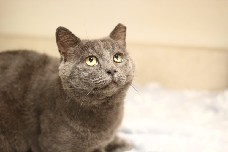 Toledo Family Urged To Adopt Goose A Calm Cat Waiting Six Months For A Home