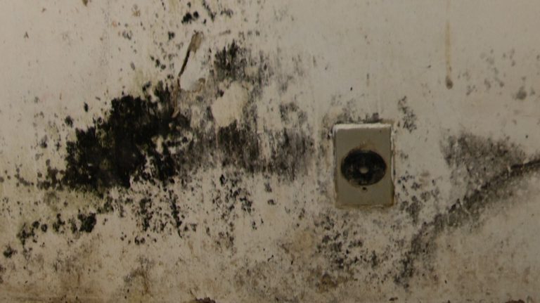 Toledo Mother Reports Sewage And Mold In New Rental Seeks Refund