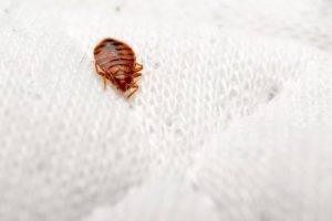 Top 25 U S Cities Most Affected By Pests Ranked By Composite Score