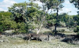 Treasure Island Moves To Protect Elnor Island With Deed Restrictions And Flood R