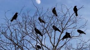 Troy Mayor Seeks Usda Contract To Deter Seasonal Crow Flock Council Asks For Evi