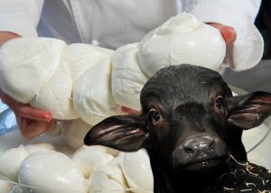 Truckers Diesel Protest Halts Buffalo Mozzarella Production Costing 3 Million In