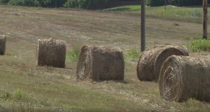 Trump Administration Launches 8 Billion Harvest Relief Program For U S Farmers