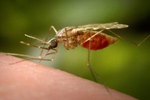 Trump Order Targets 90 Reduction Of Dc Mosquitoes By 2028 Scientists Say Feasibl