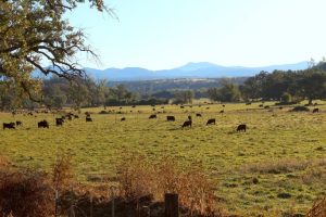 Trump S Redistricting Push Spurs California S Prop 50 Shifting Shasta County To
