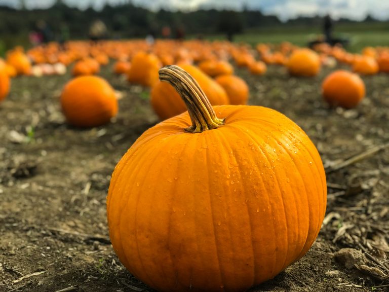 Tuscaloosa Academy Hosts Annual Punkin Knight Halloween Celebration For Families