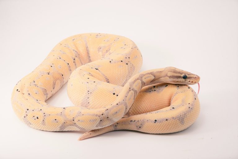 Twin Falls Resident Seeks New Home For Three Ball Pythons
