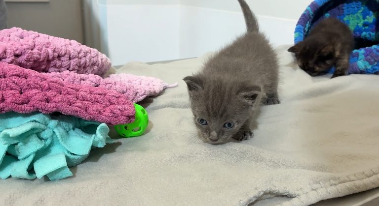 Two Rescued Kittens Begin Recovery After Being Buried In Martin County Backyard