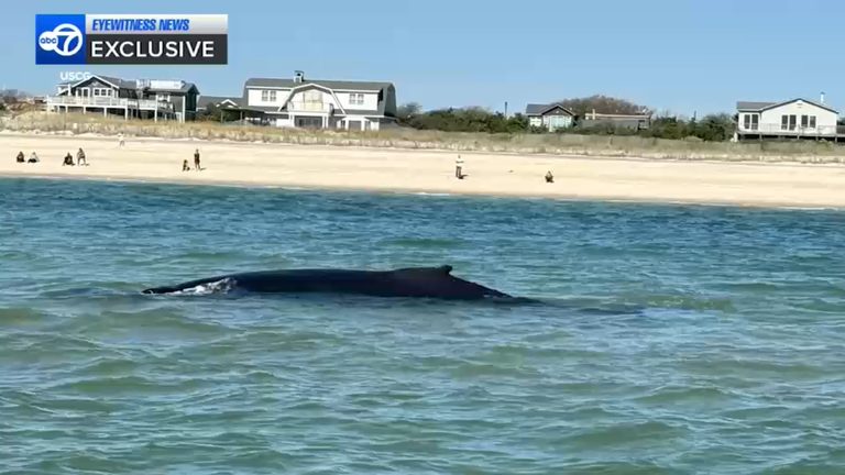 U S Coast Guard Rescues Two Juvenile Humpback Whales Off Fire Island