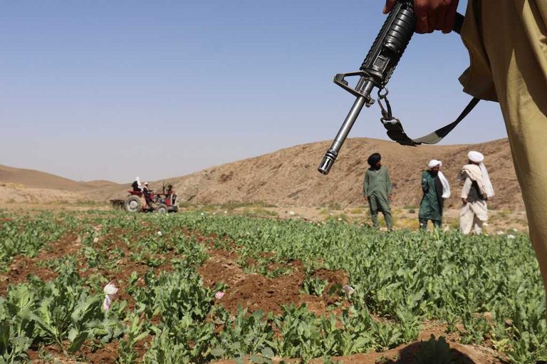 Un Says Afghanistan Opium Poppy Cultivation Jumps 330 Despite Taliban Ban