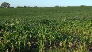 Unl Hosts Farmer Roundtable To Clarify New Big Beautiful Bill Options