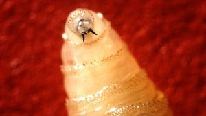 Usda Reports New World Screwworm Cases In Hudspeth County Tx And Dona Ana County