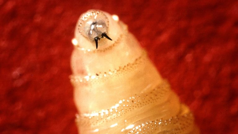Usda Reports New World Screwworm Cases In Hudspeth County Tx And Dona Ana County