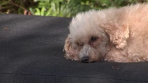 Usf Health Researchers Develop Gene Therapy Injection For Canine Cognitive Decli