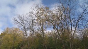 Uw Green Bay To Spend 30K Removing Hazardous Dead Trees On Nicolet Drive Before