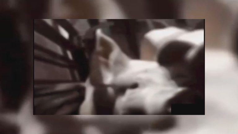 Uw Madison Police Say Alleged Pig Stunning Video Was Fabricated Using Public Foo