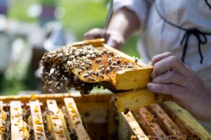 Vadito Beekeepers Preserve Pollinators Amid Drought And Wildfires