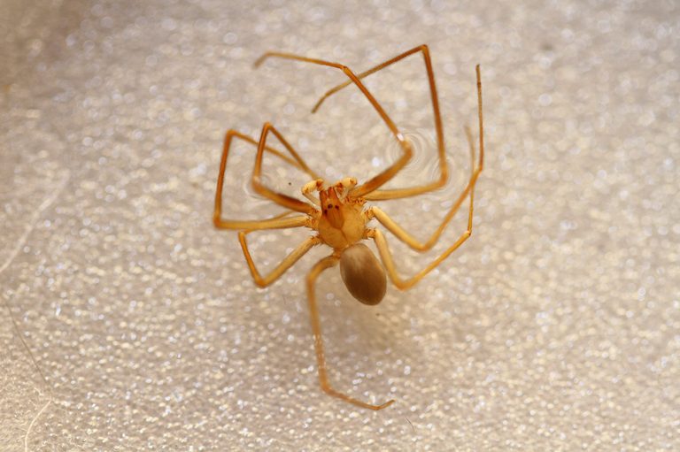 Venomous Mediterranean Recluse Spider Recorded For First Time In Wallingford