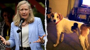 Virginia Gop Lawmaker Demands Probe After Dead Dog Listed As Felon In Rights Res