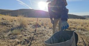 Volunteers Plant 2 500 Sagebrush And Bitterbrush Seedlings To Restore Glendale F