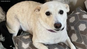 Volunteers Race Against Winter To Find Missing Jack Russell In Yellowstone