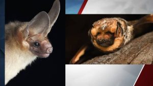 Vote For Oregon S Ryan Goswing In The Blm Bat Beauty Contest Starting Oct 24