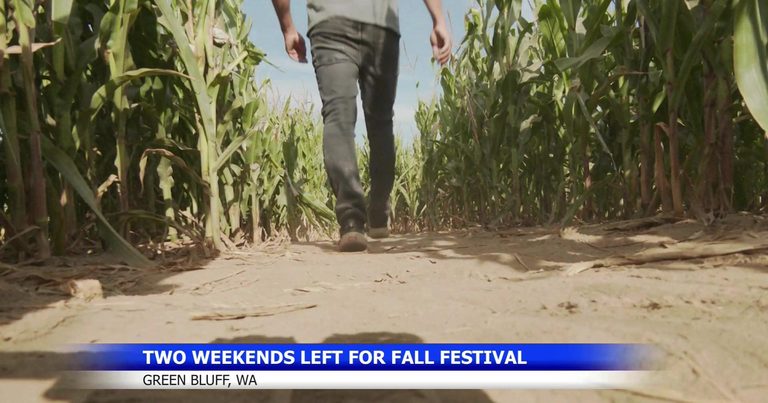 Walter S Fruit Ranch Announces Expanded Corn Maze For Final Fall Festival Weeken