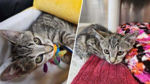 Waterford Laborer Rescues Kitten That Fell 120 Feet From Gold Star Bridge