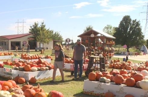 Wichita On The Cheap Founder Offers Budget Friendly Pumpkin Patch And Halloween