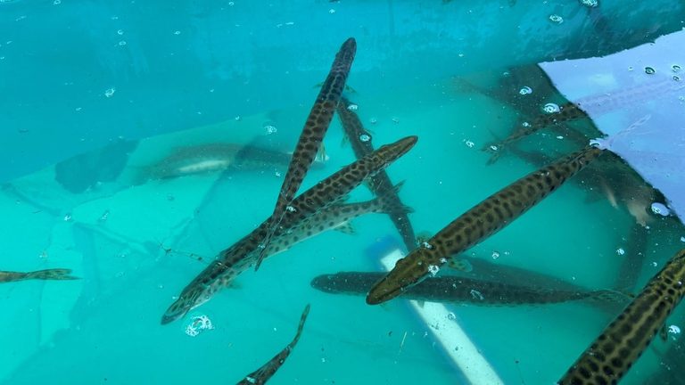 Wild Rose State Hatchery Stocks 3 100 Great Lakes Spotted Muskie Fingerlings In