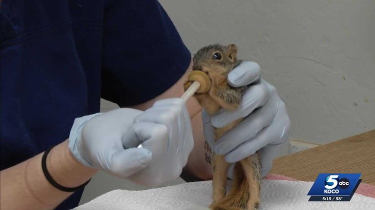 Wildcare Oklahoma Hits Record 10 000 Animal Admissions Warns Donation Shortfall