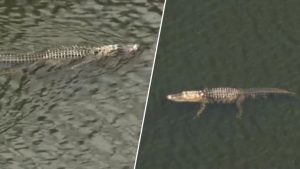 Wilton Manors Police Warn Residents Of Alligator In Backyard During King Tides