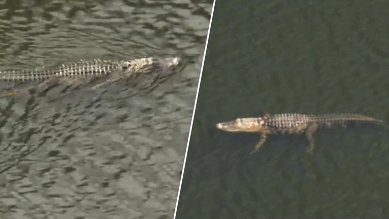 Wilton Manors Police Warn Residents Of Alligator In Backyard During King Tides