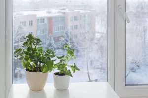 Winter Mood Boost How Houseplants Help Americans Combat Seasonal Depression